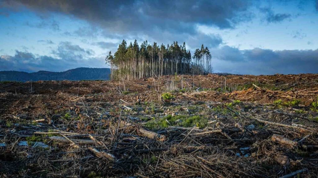 picture which shows deforestation