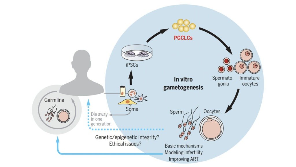 How Vitro Gametogenesis (IVG) Works