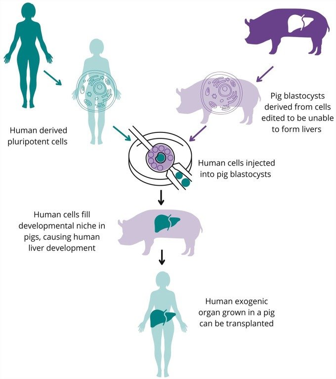 Pioneering Research in Human-Animal Hybrid