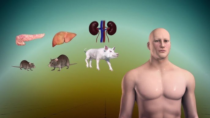 Recent Developments in Human-Animal Hybrid